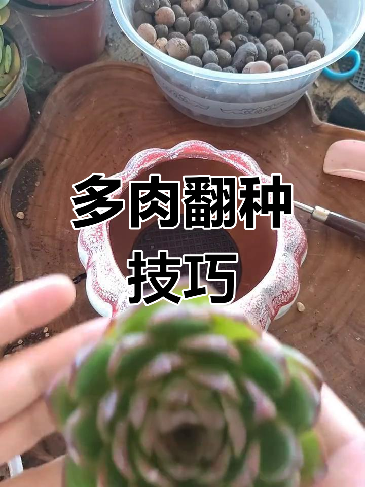 月亮石多肉种植全攻略
