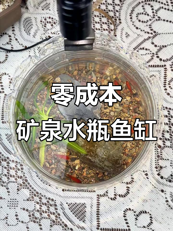 利用废矿泉水瓶做鱼缸,DIY创意无限
