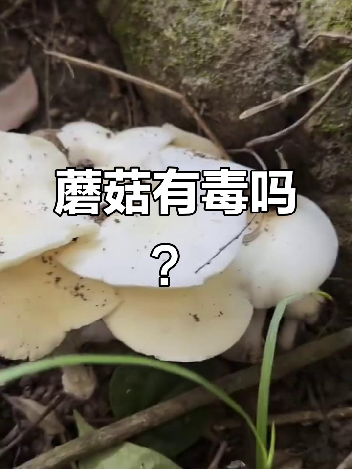致命鹅膏到美味鸡腿菇，蘑菇种类大揭秘