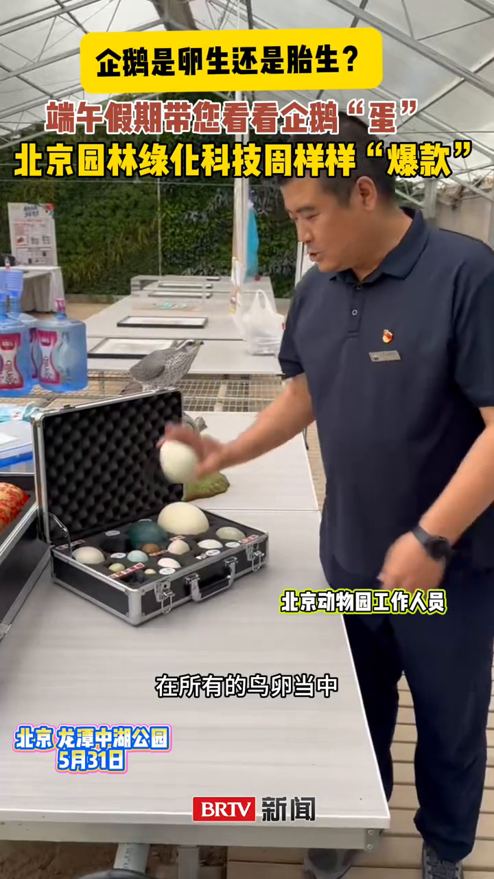 企鹅是胎生还是卵生？端午节来这里“涨姿势”