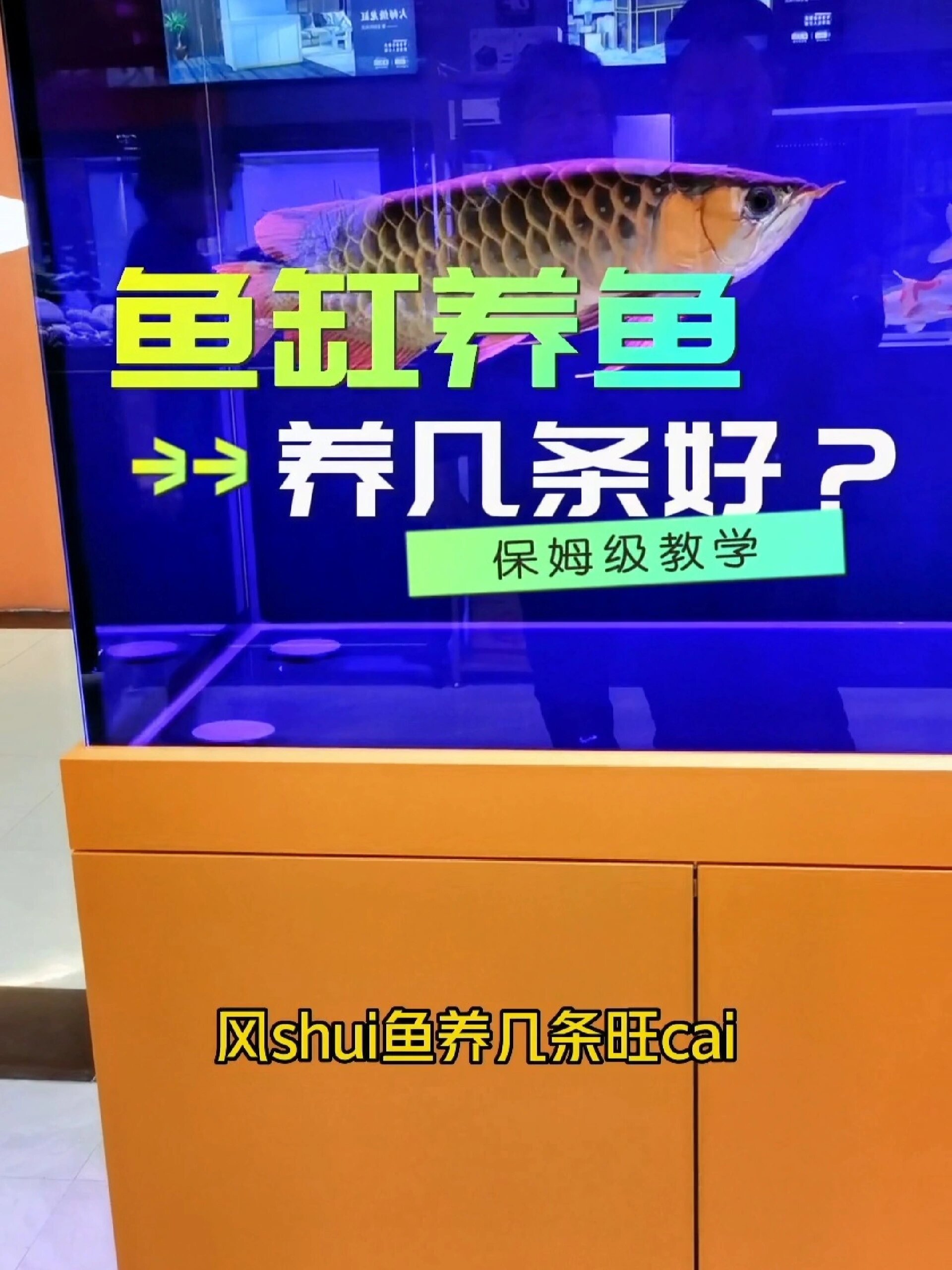 鱼缸养鱼养几条好?