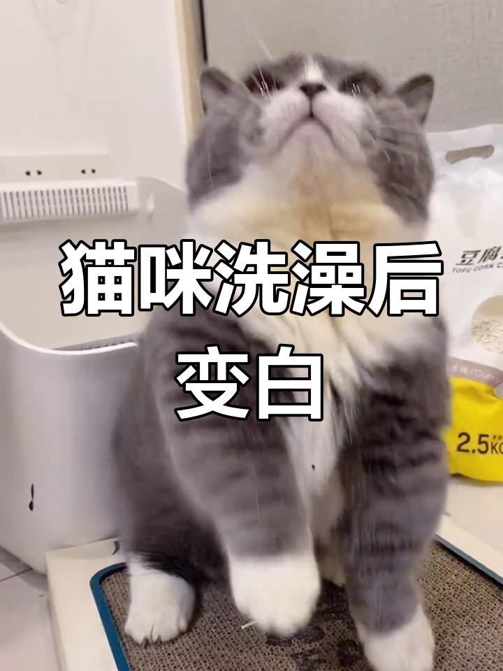养猫变黄?看看这只“奶茶味”企鹅如何逆袭!