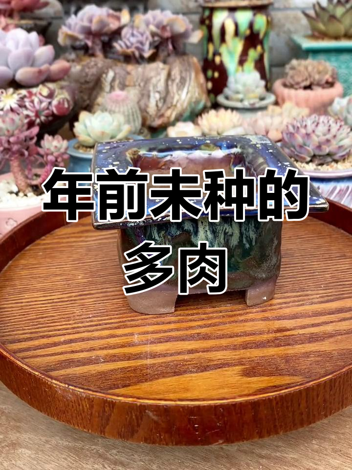 仓库里找到去年没种的多肉,双头如梦令搭配酸奶盒子效果如何?
