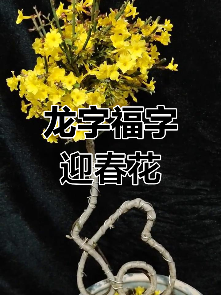 迎春花盆景艺术:龙字与福字的巧妙造型