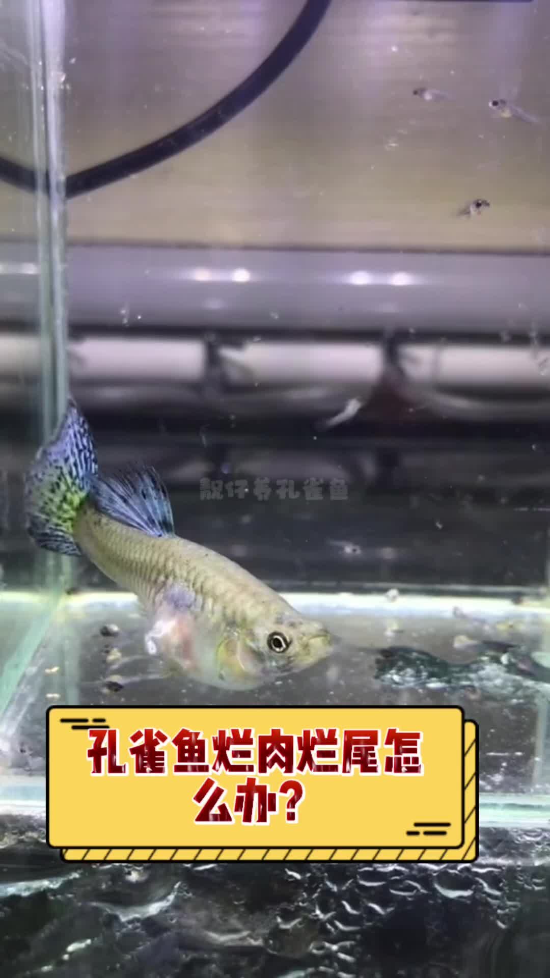 孔雀鱼烂肉烂尾怎么办?