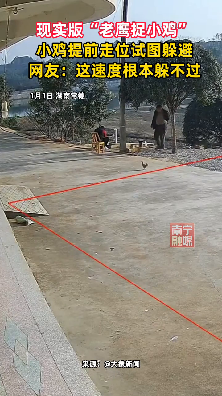 玩了这么多年的“老鹰抓小鸡”,这次看到真的了!