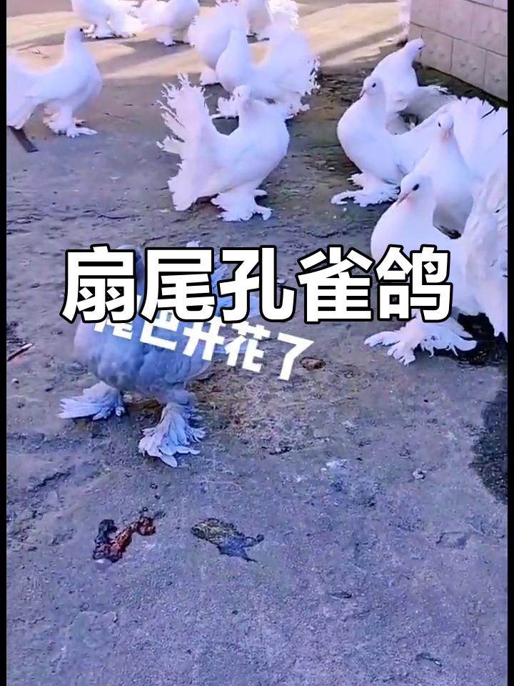 毛腿后翻风尾:优雅的观赏鸽品种