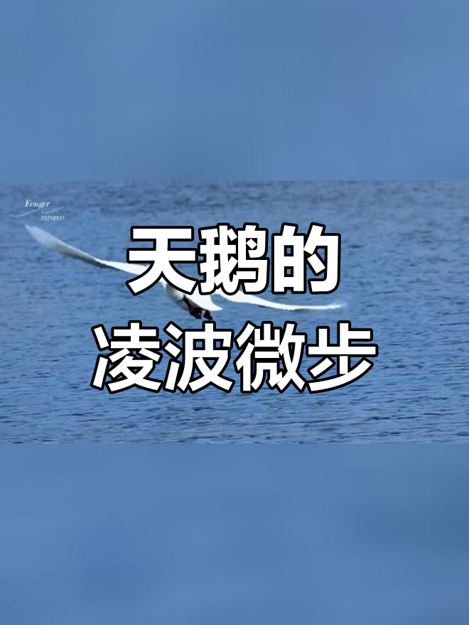 九月天鹅展翅飞翔,享受自由与快乐