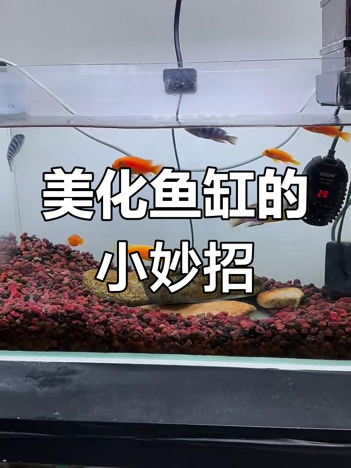 背景贴纸让鱼缸更美观,观赏性瞬间提升!