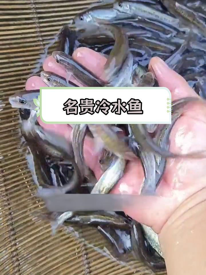 雅安特产裂腹鱼,肉质鲜美