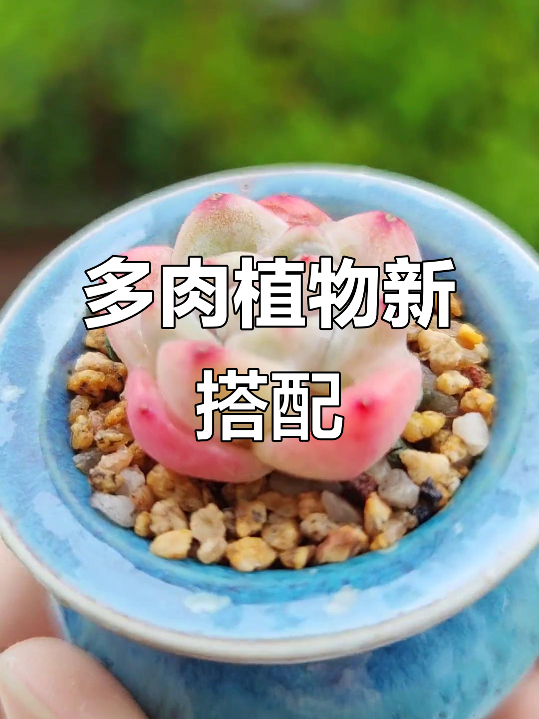 深细木质盆配多肉,效果惊艳!