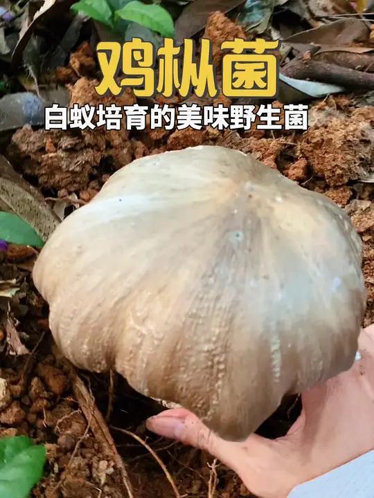 鸡枞菌 白蚁培育的美味野生菌
