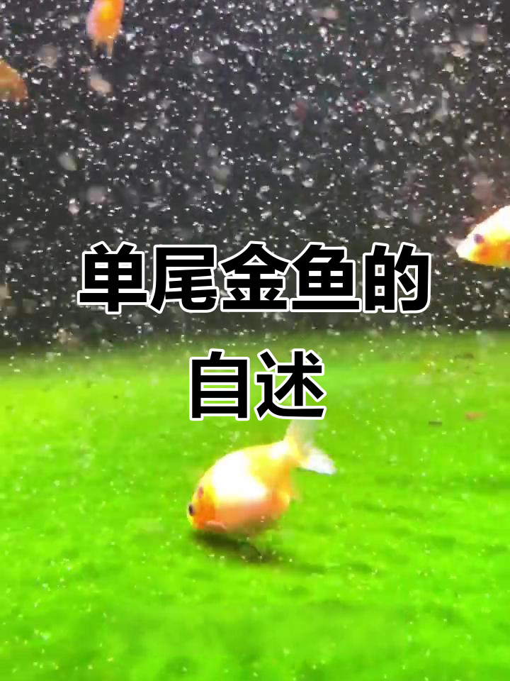 一条单尾泰兰寿金鱼的自白:从鱼卵到“吃货”的成长之路
