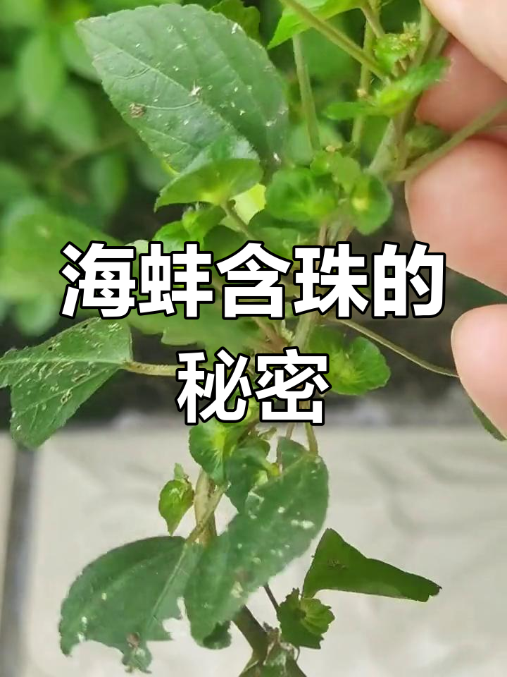 铁苋菜:一种常见却少有人知的野菜,药用价值高