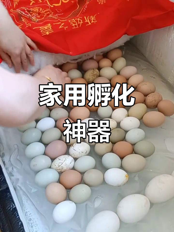 家庭孵化器,四季可用,操作简便,老少皆宜