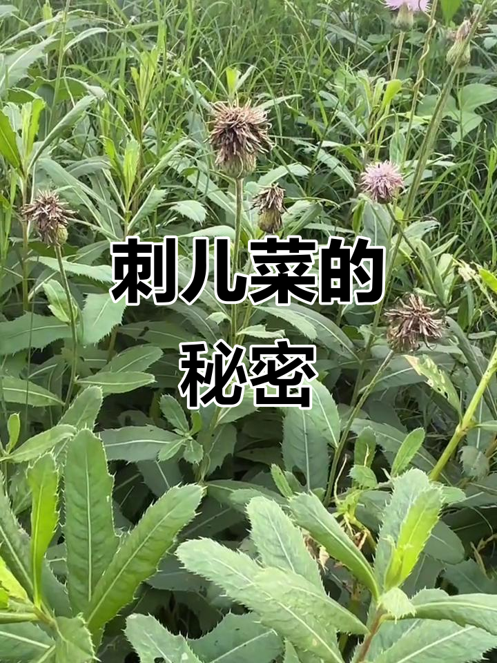 小蓟:带刺的野菜,不小心碰到皮肤会痒痛