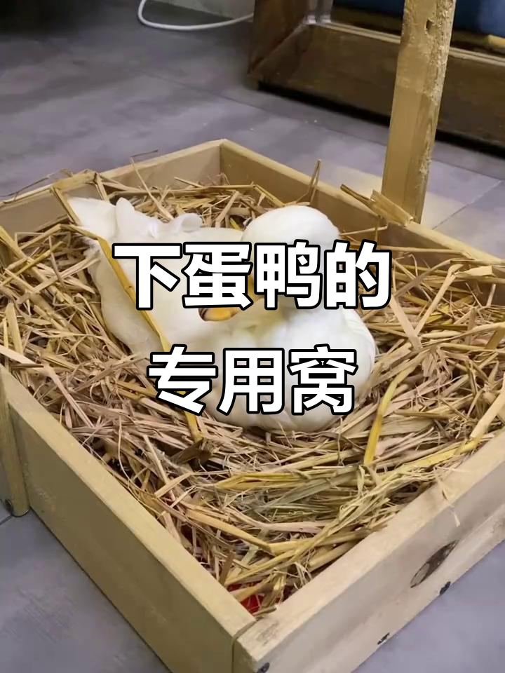 鸭丫丫有了专属下蛋窝,手感超好!