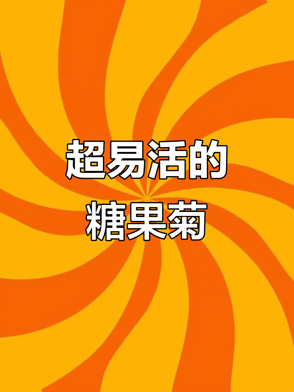 阳台种糖果菊,超耐造!零下20度到40度都能活