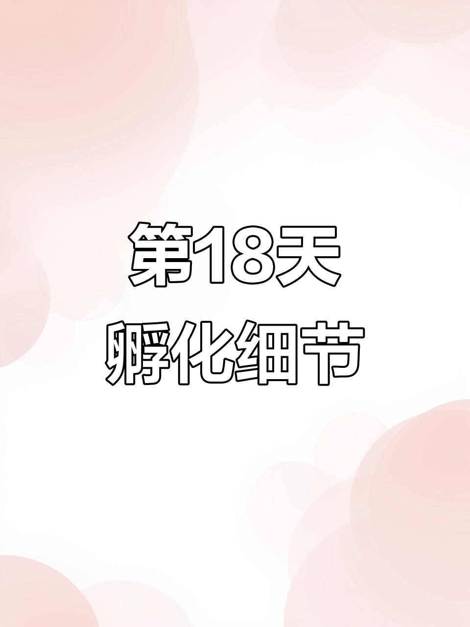 孵化第18天:细节操作与小鸡出壳全过程