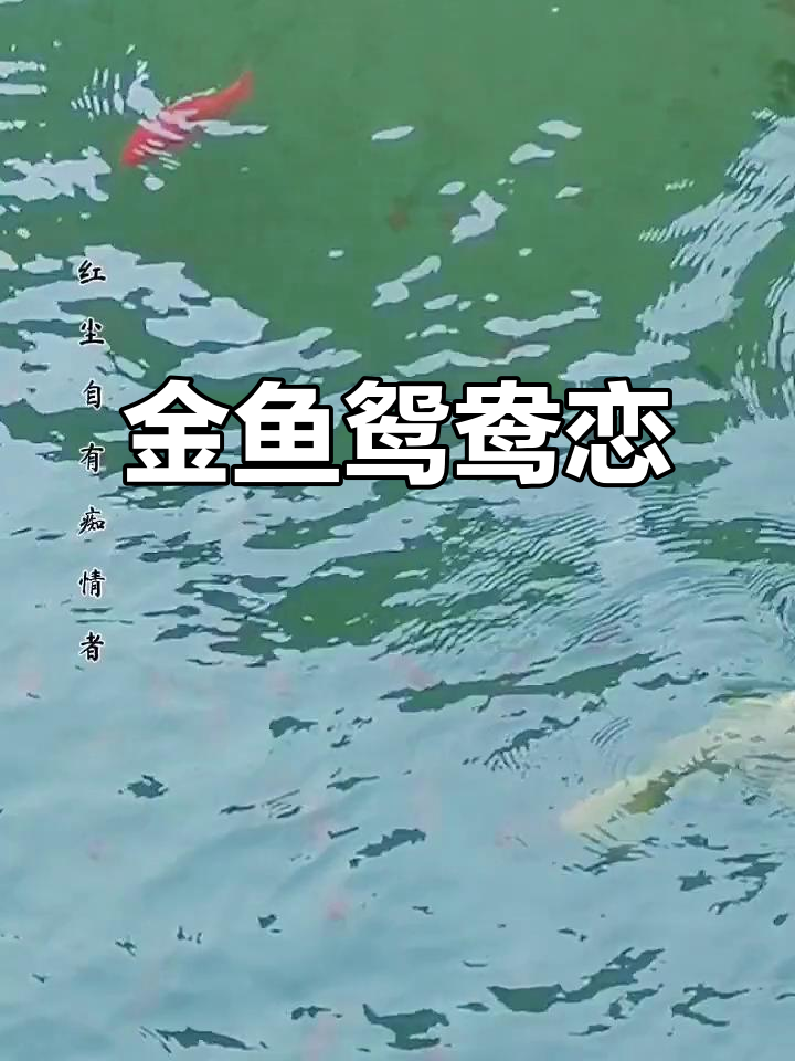 金鱼与鸳鸯的浪漫戏水,爱情故事上演