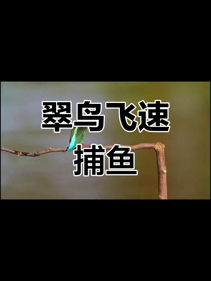 翠鸟捕鱼高手,速度惊人