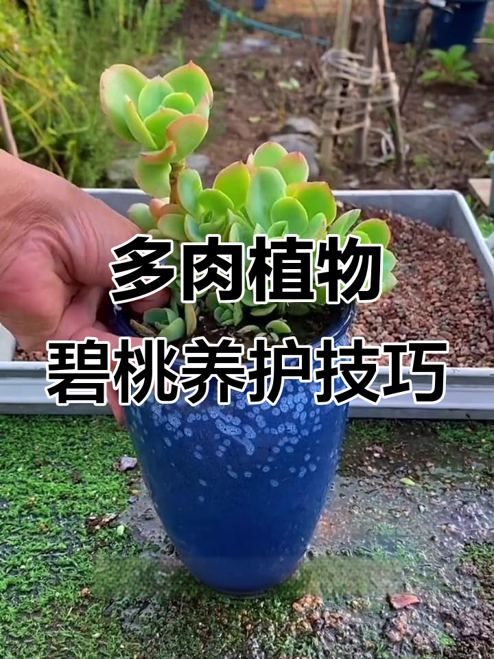 碧桃多肉养护秘籍：从修剪到木质化全攻略