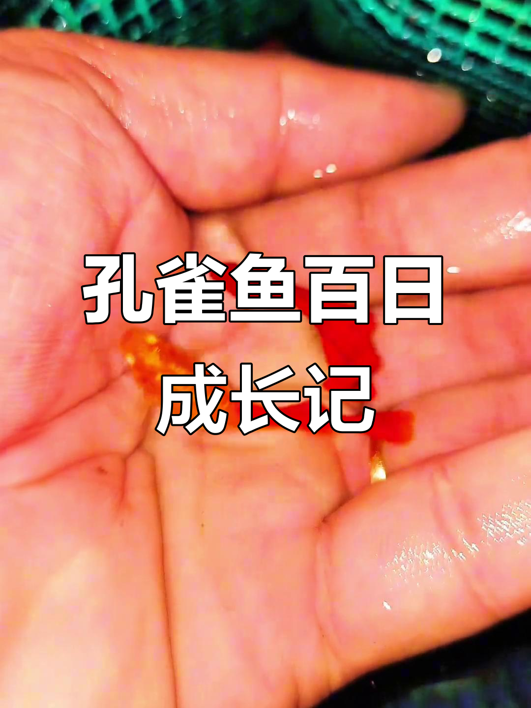 血红孔雀鱼从出生到100天的成长变化，带你见证生命的奇迹