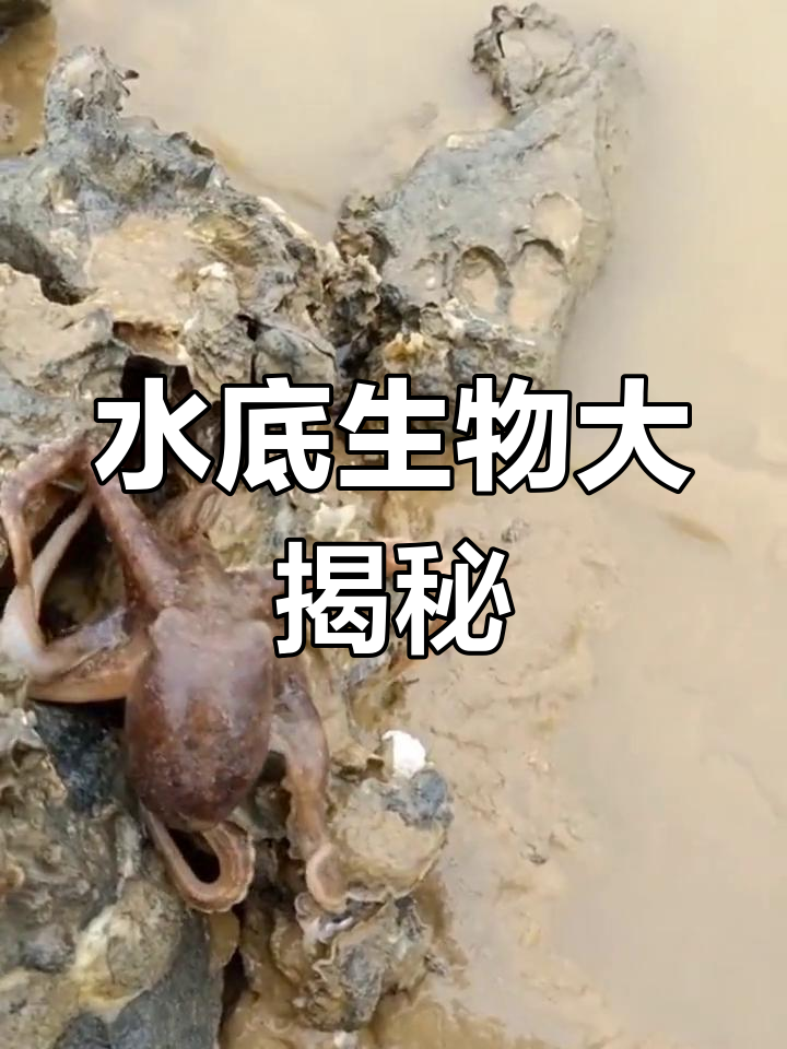 海葵与八爪鱼的水下奇观