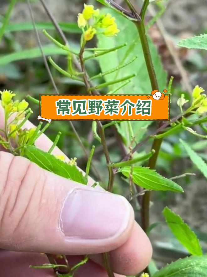 野油菜的独特魅力与做法