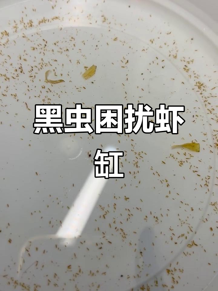虾缸里出现黑点虫子,会伤害虾吗?如何清除它们呢?