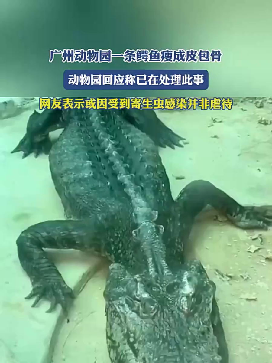 广州动物园一条鳄鱼瘦成皮包骨?动物园回应称已在处理此事