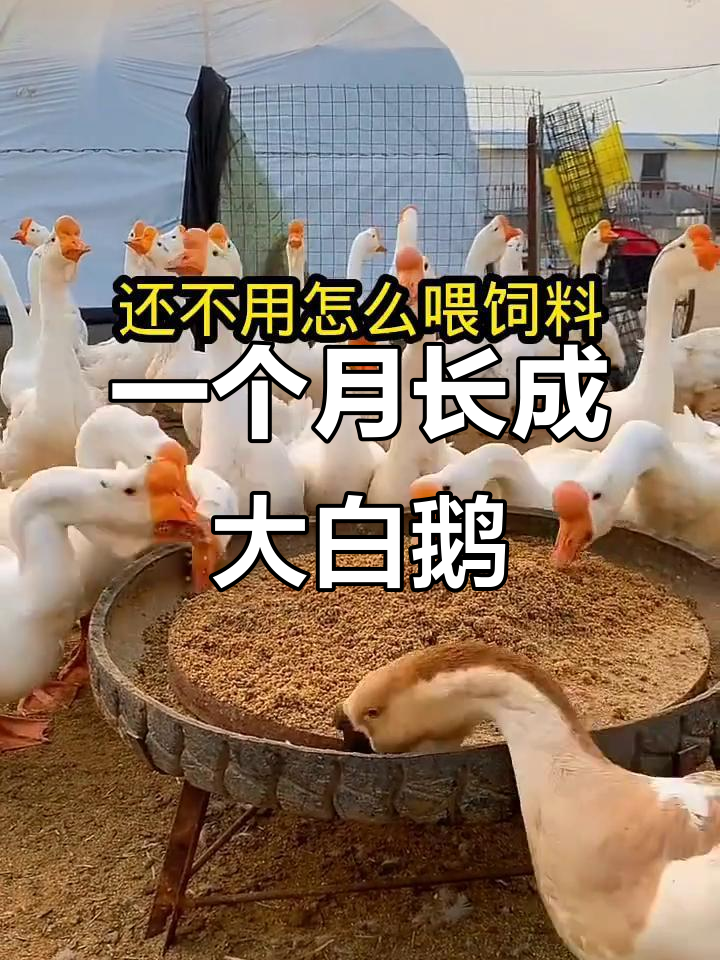 用玉米面和麸皮,轻松养出大肥鹅