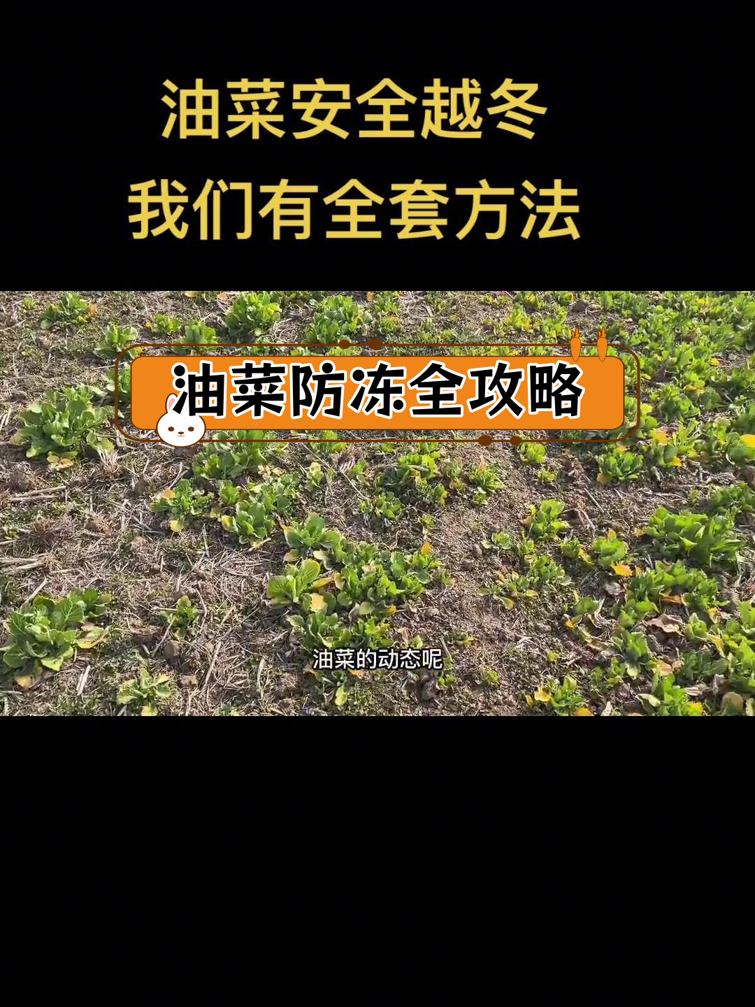 油菜冻害预防方案,8个省市实验验证