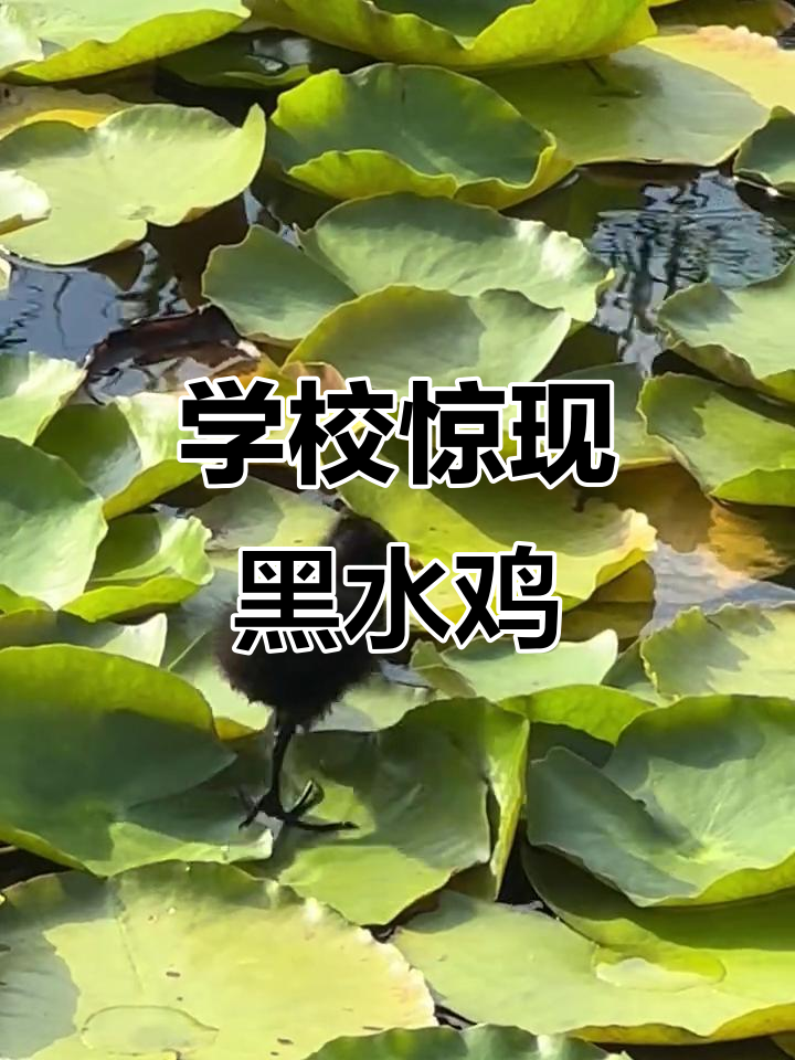校园荷花池现身珍稀黑水鸡,国家二级保护动物亮相