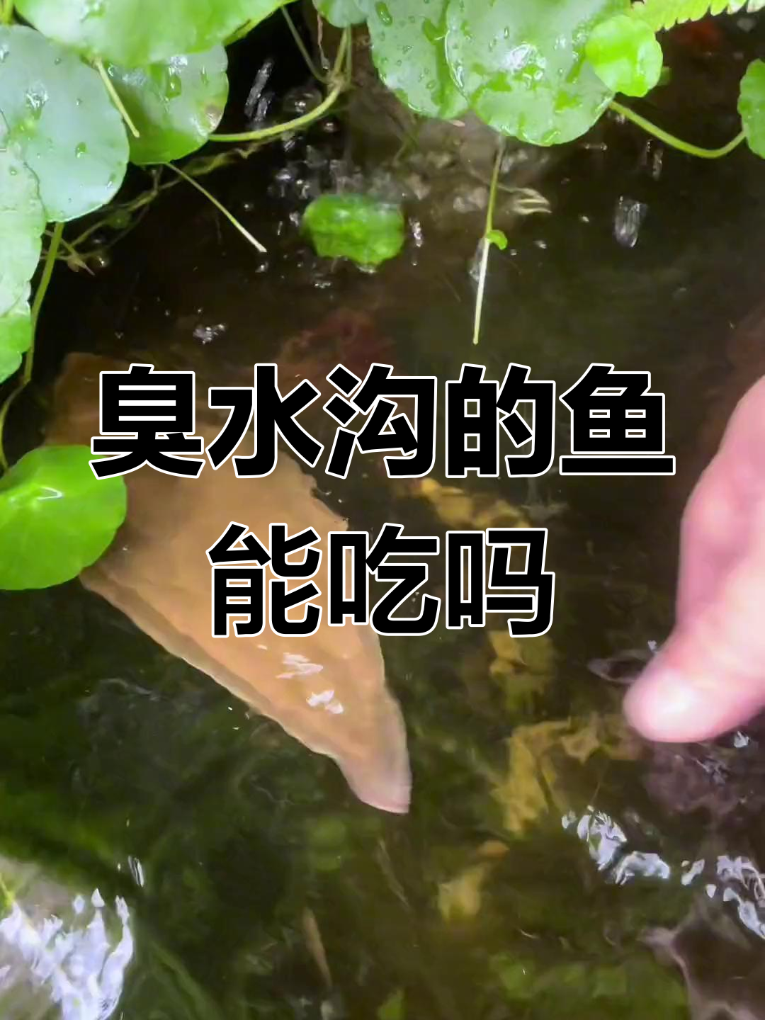 臭水沟里的鱼你敢吃吗?试试这种独特做法,竟然这么美味!