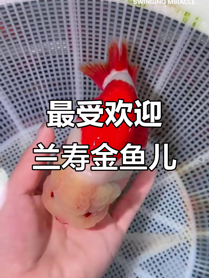 蓝寿金鱼:会踢足球的观赏鱼,性格温和又可爱