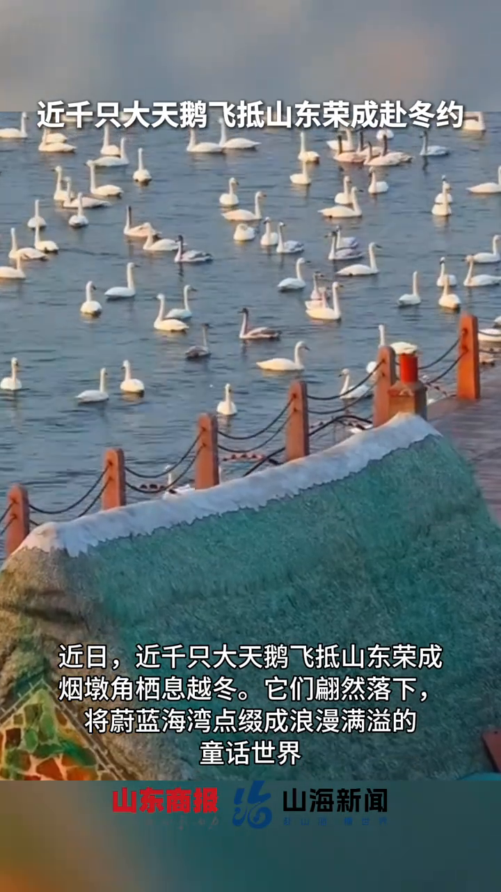 近千只大天鹅飞抵山东荣成赴冬约