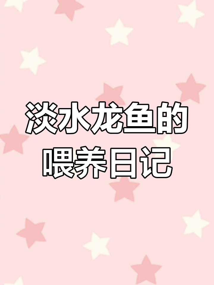 龙鱼日常喂食与状态观察