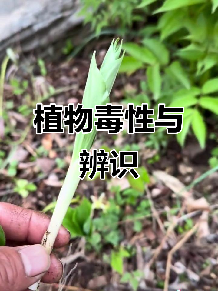 山糜子与铃兰虽同科，但毒性大不同，切勿混淆食用！