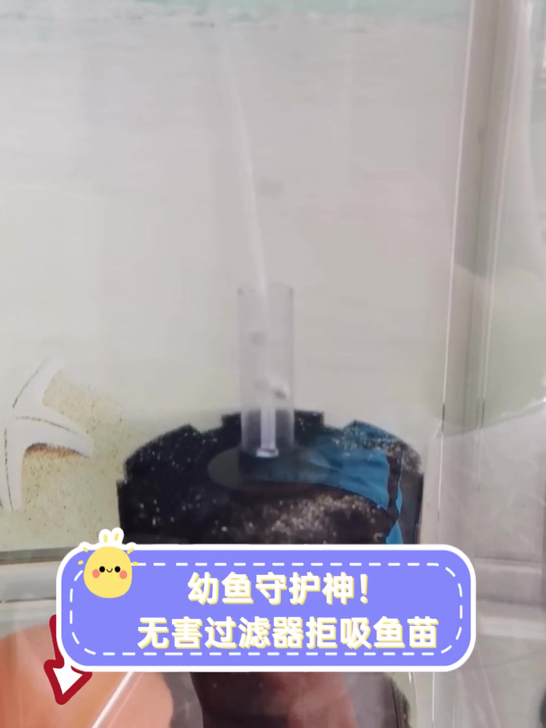 幼鱼守护神!无害过滤器拒吸鱼苗