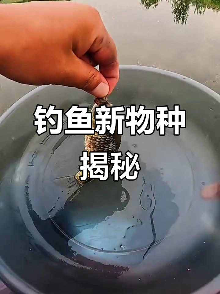 钓到奇怪杂交鱼,像鲫又似金鱼,竟然有青蛙特征