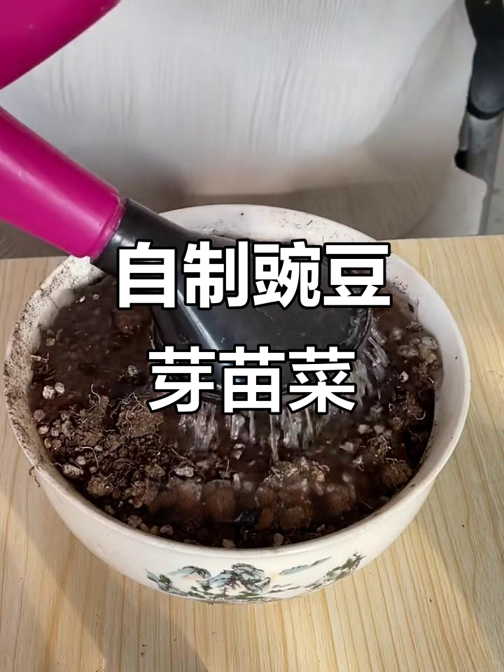土培豌豆芽苗菜,轻松掌握种植技巧