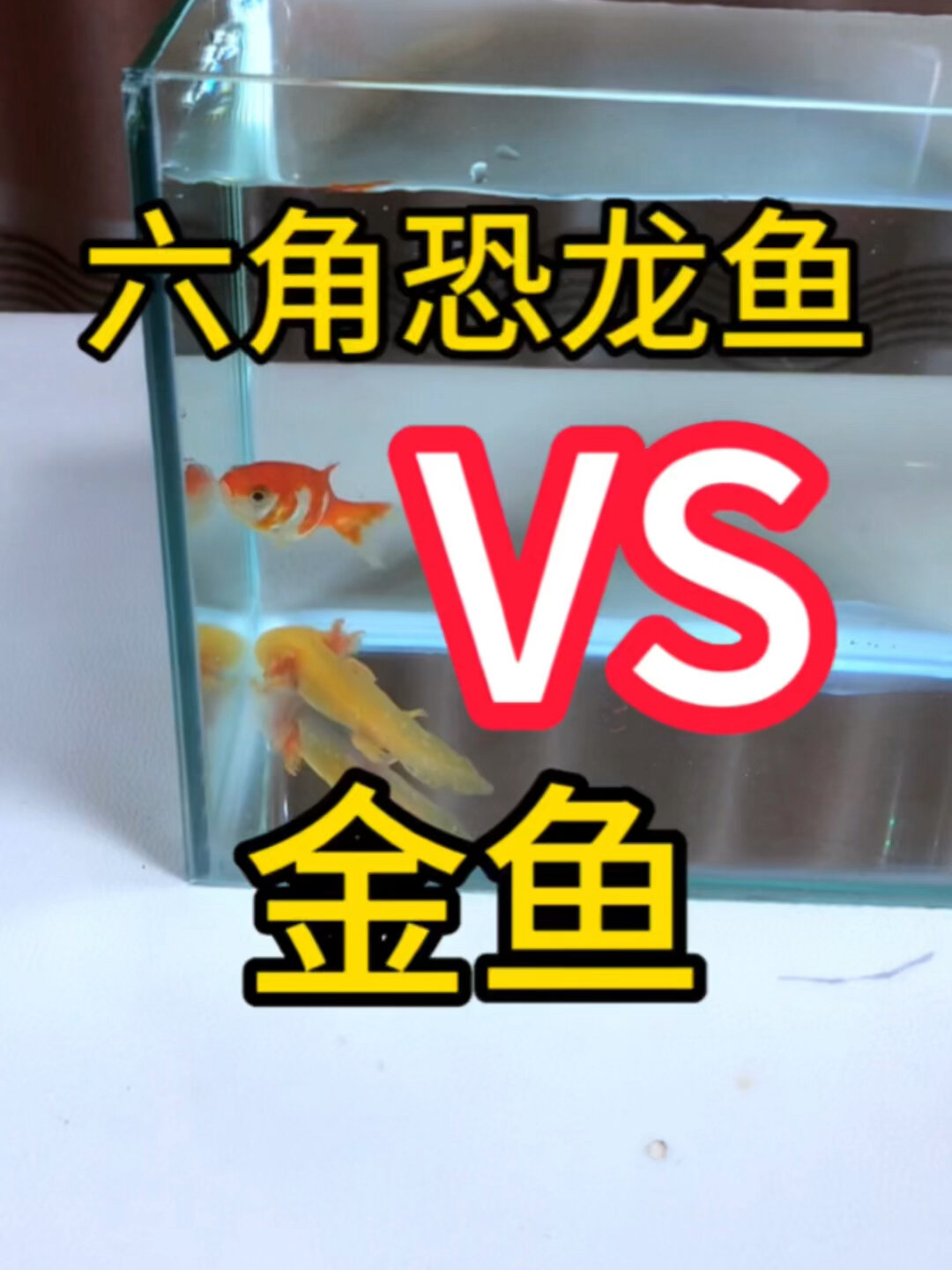 六角恐龙鱼大战金鱼