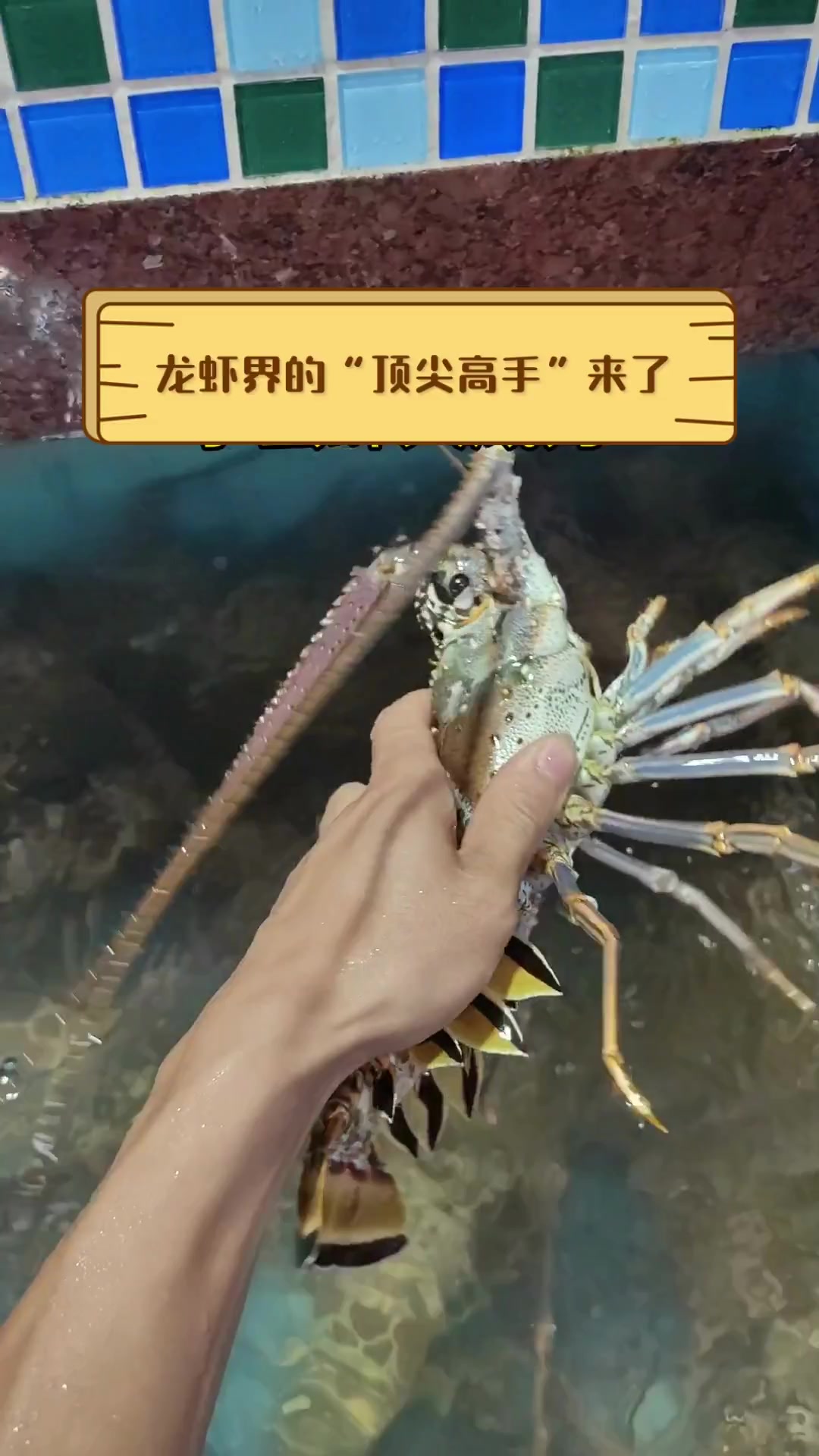 龙虾界的“顶尖高手”来了