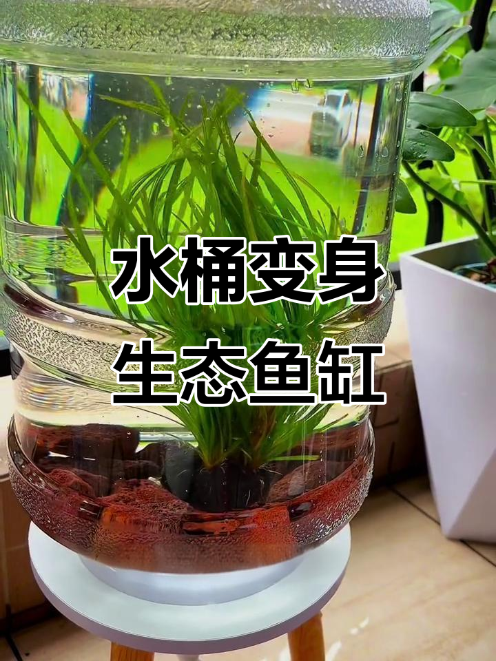 矿泉水桶变鱼缸,空间大又省心,火山石过滤让水更清