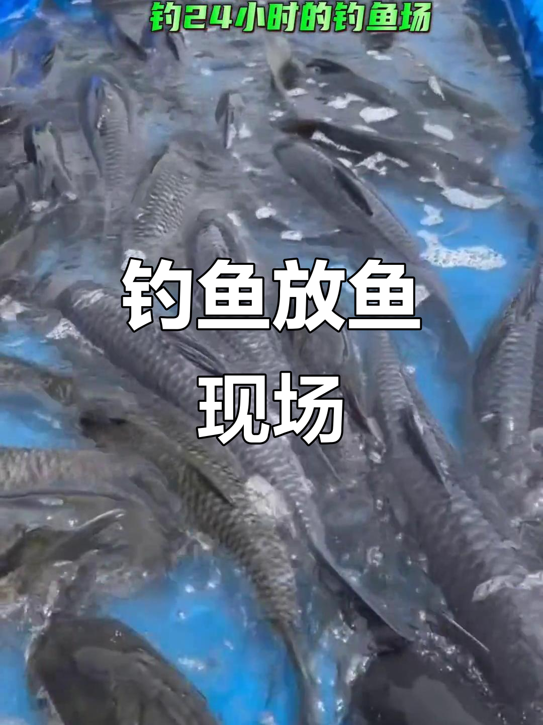 放鱼瞬间大揭秘,黑皖草鱼跃动池塘
