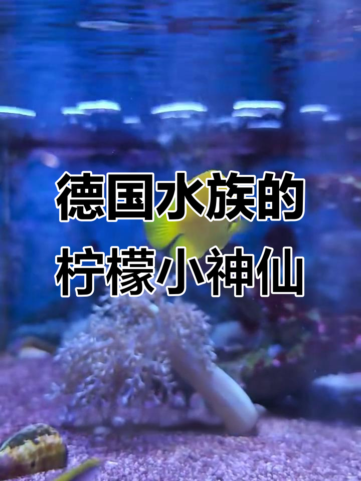 德国水族馆的柠檬小神仙,130欧带你近距离接触热带神奇生物