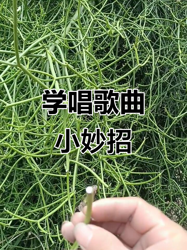 鱼骨草的神奇操作,带你轻松学会唱歌技巧