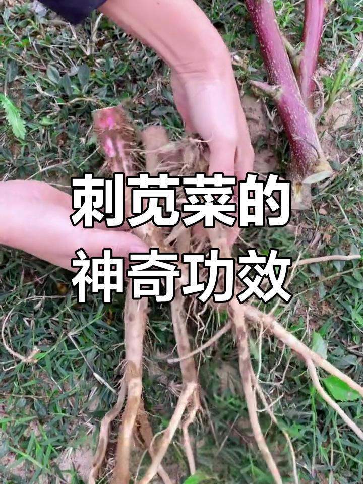 刺苋菜根被称“土人参”