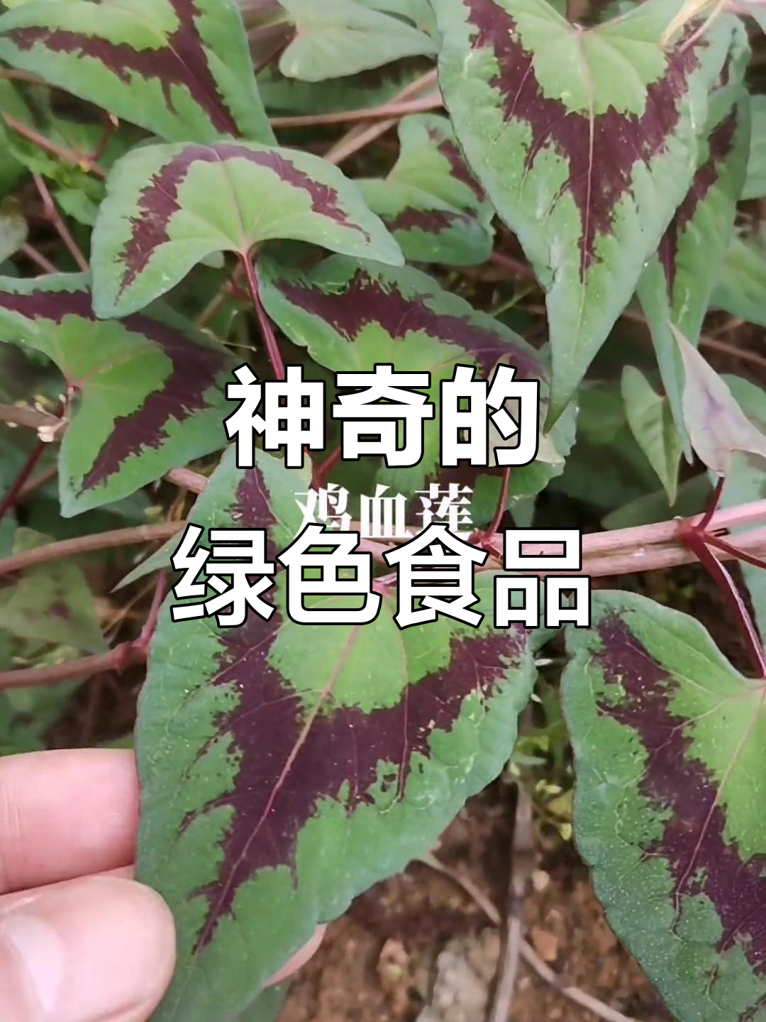 家乡的神奇植物，叶子丢掉却有惊喜！